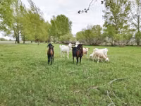 Ziege, Saanen goat — Foto 5