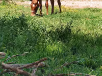 Stute, Thoroughbred horse — Foto 3