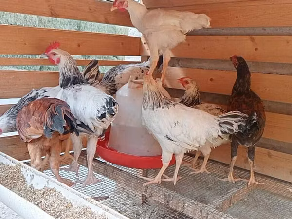 Chickens — Kirgisistan