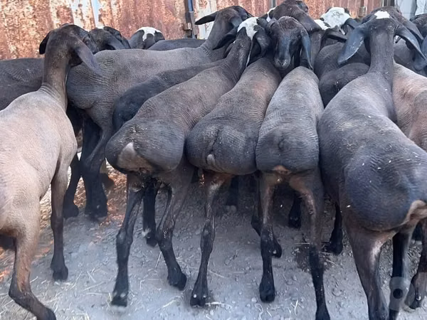 Widder, Blackheaded Persian sheep