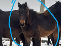 Stute, Horse breed — Foto 2