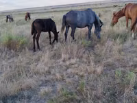 Caballos (lote, sexo no especificado), Caballos — foto 1