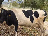 Kuh, Russian Black pied cattle — Foto 3