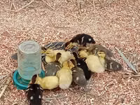 Ducks — फ़ोटो 4