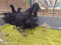 Ayam Cemani — Foto 5