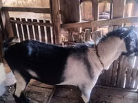 تيس, Alpine goat — الصورة 1