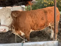 Kuh, Simmental cattle — Foto 3