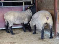Qoʻy, White Suffolk sheep — 2-rasm
