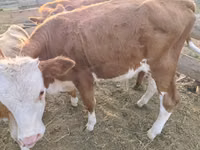 Bulle, Simmental cattle — Foto 2