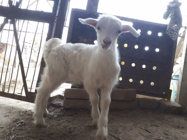 Ziegen (Partie, Geschlecht nicht angegeben), Saanen goat
