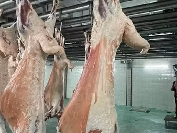 Продаю баранина тушу 
Баранину 
Баранина 
Только по тушу 
Козу Кой
