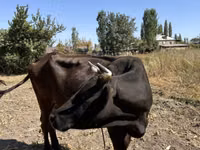 母牛, Swiss cattle — 照片 2
