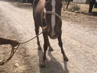 Caballo, Caballos — foto 2