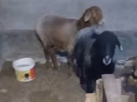 绵羊（批次，未指定性别）, Sheep — 照片 3
