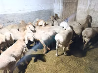 Widder, Hissar sheep — Foto 4