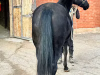 Stute, Akhal-Teke — Foto 5