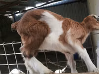 Ziege, Nubian Goat — Foto 5