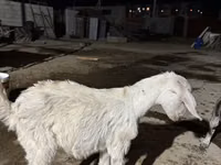 母山羊, Nubian Goat — 照片 4