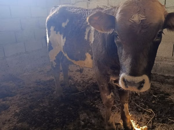 公牛, Swiss cattle