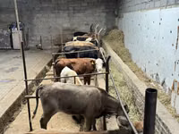 Bull, Cattle — photo 8