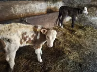 Bulle, Simmental cattle — Foto 5