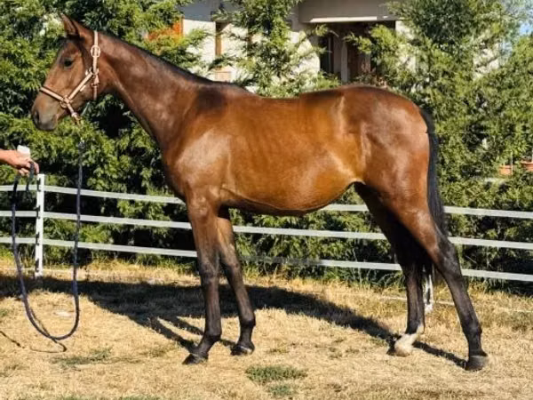 Mare, Horses