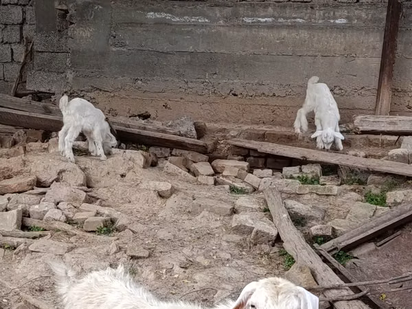 عنزة, الماعز