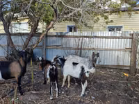 Ziege, Kamori goats — Foto 3