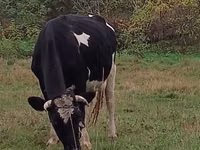 गाय, Russian Black pied cattle — फ़ोटो 5