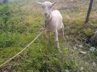 Ziege, Ziegen — Foto 2