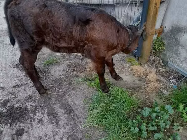 Kuh, Simmental cattle