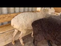 绵羊（批次，未指定性别）, Kazakh fat-tailed coarsewool sheep — 照片 3