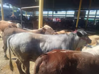 公牛, Cattle — 照片 1