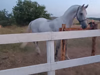 فرس, Orlov Trotter — الصورة 3