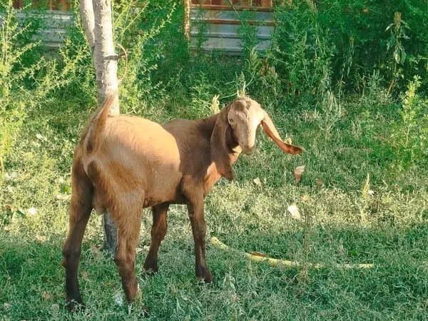 Ziegen (Partie, Geschlecht nicht angegeben), Nubian Goat — Kirgisistan