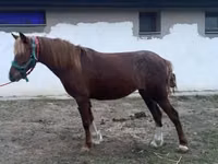Mare, Welsh Cob — photo 5