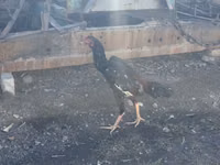 Chickens — Foto 7