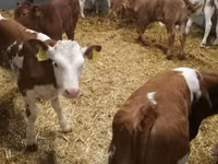 ІҚМ (топ, жынысы көрсетілмеген), Simmental cattle — 1-сурет