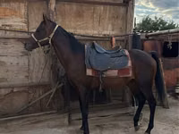 Hengst, Thoroughbred horse — Foto 4