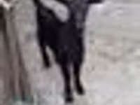 Cabra, Saanen goat — foto 4