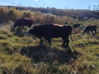 Bulle, Kasachische Weißkopfkuh — Foto 7
