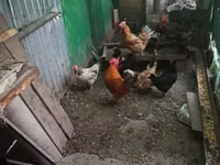 Chickens — Foto 1
