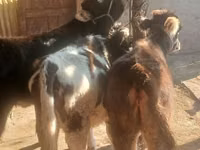 सांड, मवेशी — फ़ोटो 2