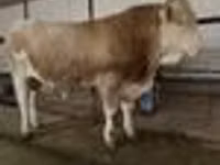 Bull, Simmental cattle — photo 5