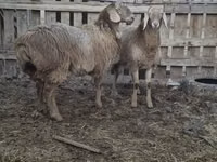 Schaf, Arashan sheep — Foto 7