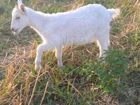 عنزة, Saanen goat — الصورة 1