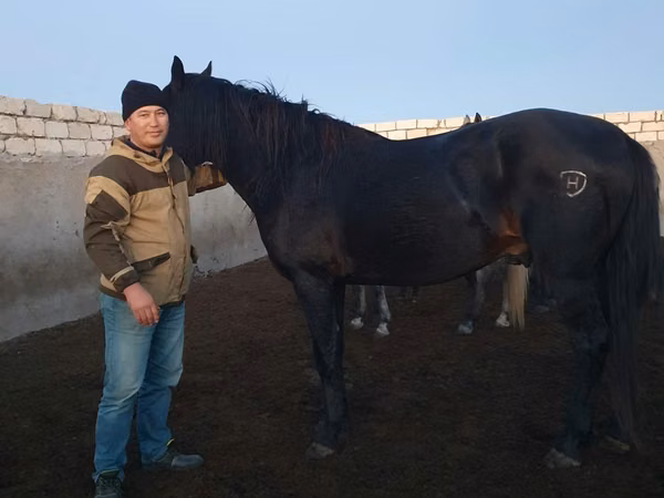 Hengst, Kushum Horse