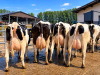 Kuh, Holstein-Rasse — Foto 1