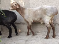 Widder, Blackheaded Persian sheep — Foto 2