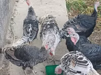 Turkeys — الصورة 1
